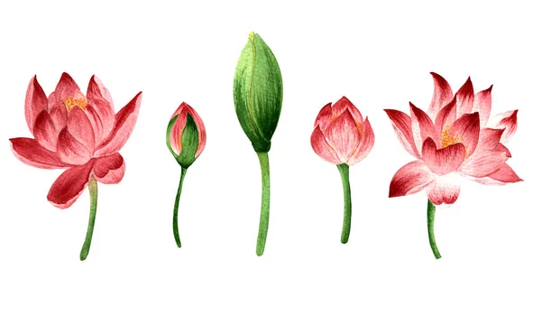 Akvarel Ilustrace Kresba Rukou Sbírka Růžových Lotosových Květů Pupenů Stoncích — Stock fotografie