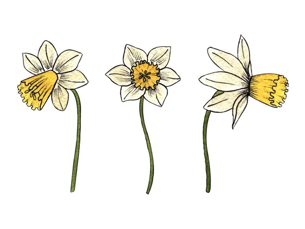 Set Acquerello Disegnato Mano Tre Fiori Narcisi Uno Sfondo Bianco — Foto Stock