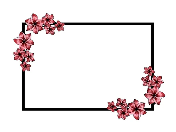 Ручна Намальована Акварельна Рамка Рожевих Квітів Сливи Білому Тлі — стокове фото