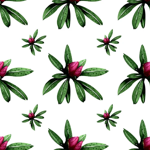 Handgezeichnete Aquarell Nahtlose Muster Der Knospen Von Rosa Rhododendron Blüten — Stockfoto