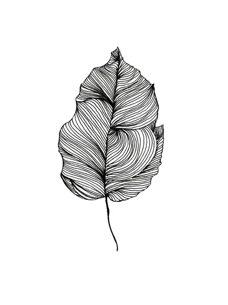 hand drawn pencil sketch one isolated aspen leaf on a white background.