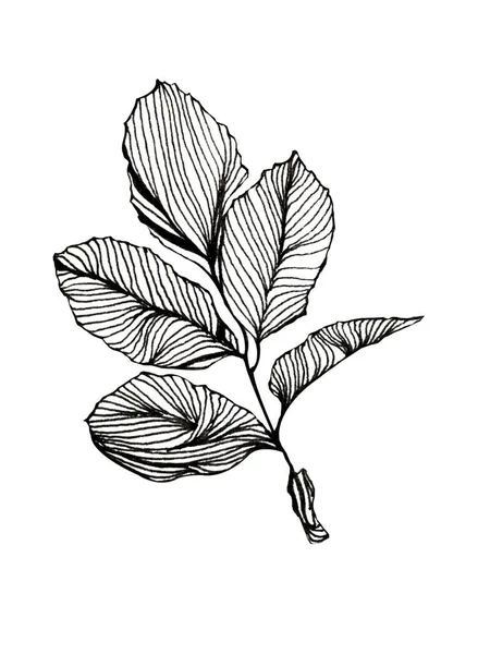 Handgezeichnete Bleistiftzeichnung Eines Isolierten Erlenblattes Auf Weißem Hintergrund — Stockfoto