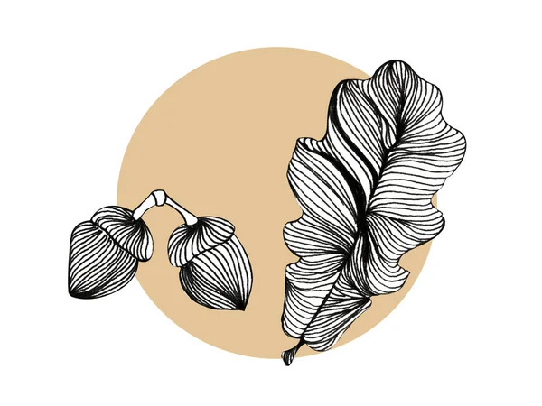 Hand Drawn Pencil Illustration Two Acorns Oak Leaf Beige Circle — Stock Photo, Image