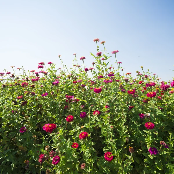 Púrpura, rosa, flores rojas —  Fotos de Stock