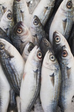 Çeşitli taze balık  