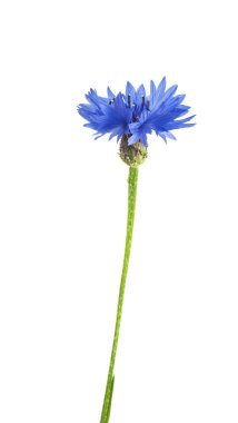 Peygamber Çiçeği güzel mavi çiçek