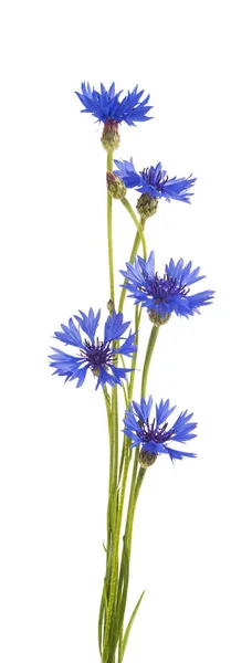 Васильковый цветок. Букет диких голубых цветов — стоковое фото