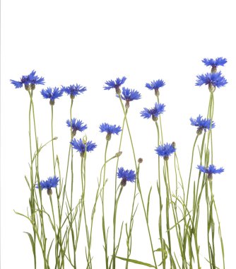 Peygamber Çiçeği. Buket vahşi mavi çiçek 