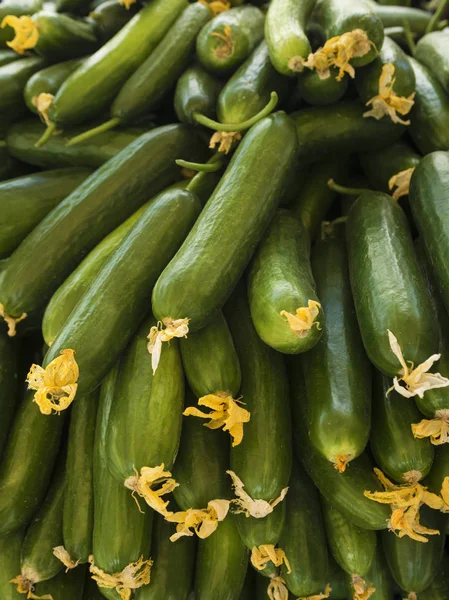 Fresh cucumbers lying diagonally — Stock Photo, Image