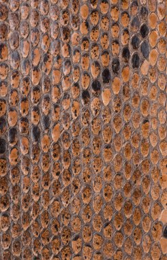 Yılan deri yüzey dokusunu yakın çekim  