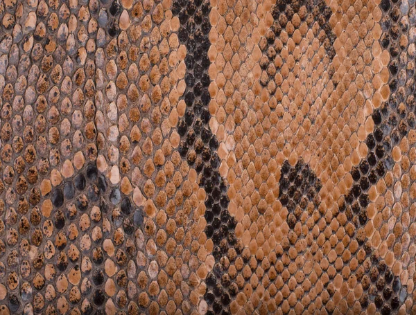 Snake skin surface texture close up — Stock Photo, Image