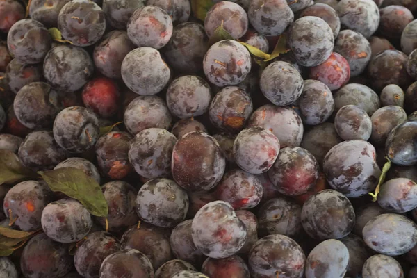 Deliciosas ciruelas maduras —  Fotos de Stock