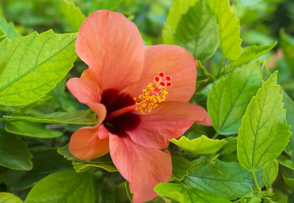 Red Hibiscus Flowers / Close-up of blooming red hibiscus flowers. Selective focus — Stock Photo, Image