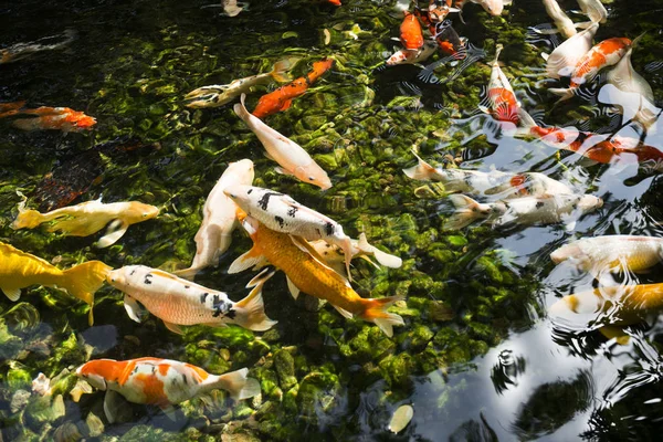Pescado colorido o carpa o carpa de lujo, también conocida como carpa negra. Un pez de agua dulce. Carpa de lujo nadando en el estanque . — Foto de Stock