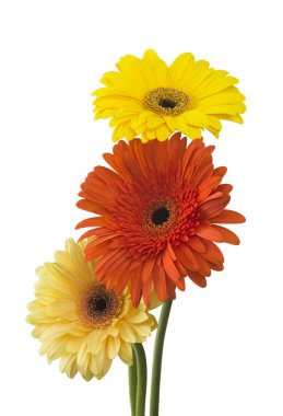 Beyaz arka plan üzerinde izole gerbera buketi çiçek