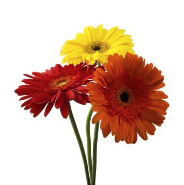 Beyaz arka plan üzerinde izole gerbera buketi çiçek