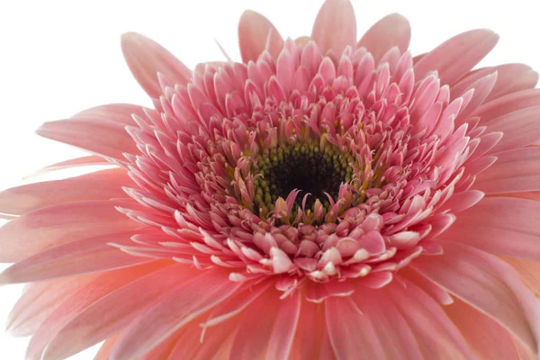 Roze gerbera bloem geïsoleerd op een witte achtergrond — Stockfoto