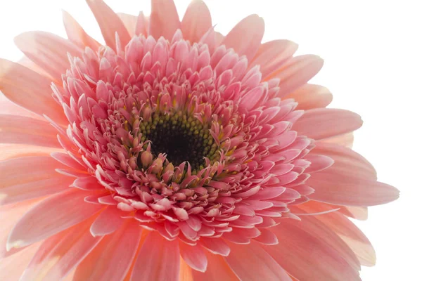 Flor rosa gerbera aislada sobre un fondo blanco — Foto de Stock