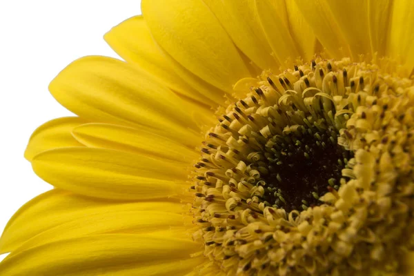 Vibrante flor de gerberas amarillas brillantes que florece aislada sobre fondo blanco —  Fotos de Stock