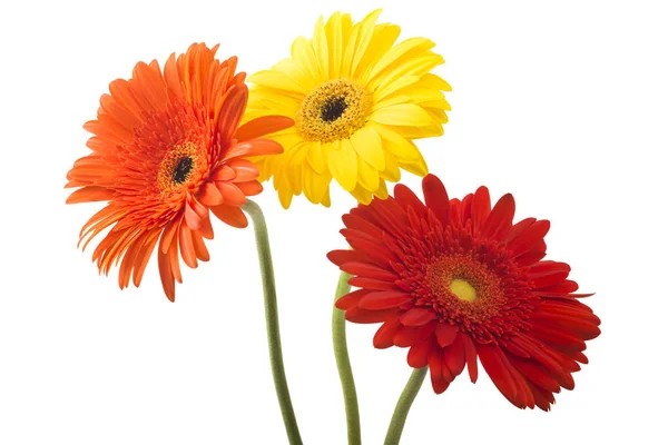 Beyaz arka plan üzerinde izole gerbera buketi çiçek