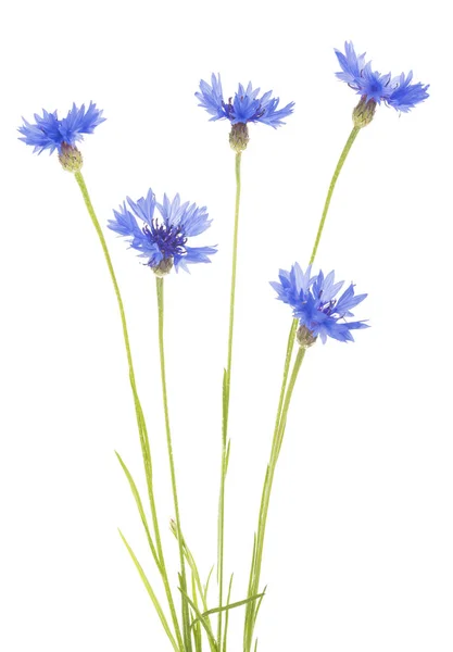 Bleuet bleu Herbe ou bouton de célibataire bouquet de fleurs isolé sur fond blanc — Photo