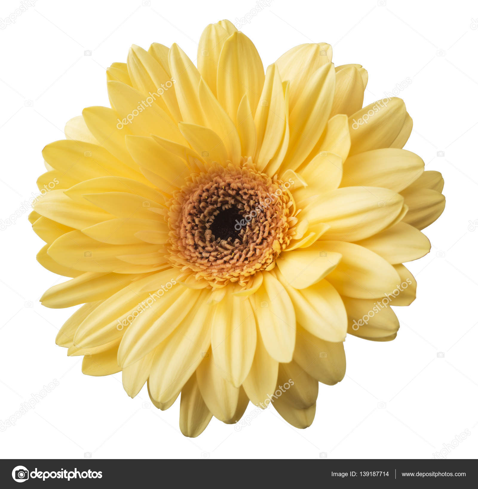 Une fleur de marguerite jaune vif vibrante gerbera fleurir isoler sur fond  blanc image libre de droit par ulkan © #139187714