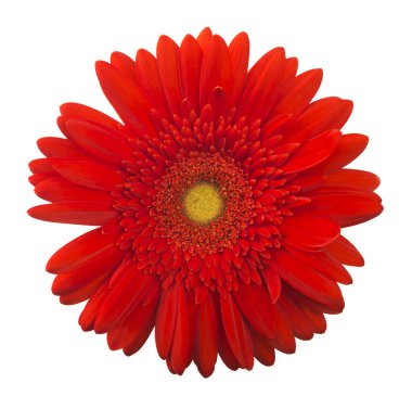 Gerbera çiçek (Gerbera jamesonii) beyaz bir arka plan üzerinde kırmızı