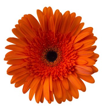 Canlı parlak turuncu gerbera papatya çiçek çiçeklenme beyaz arka plan üzerinde ayrı tut