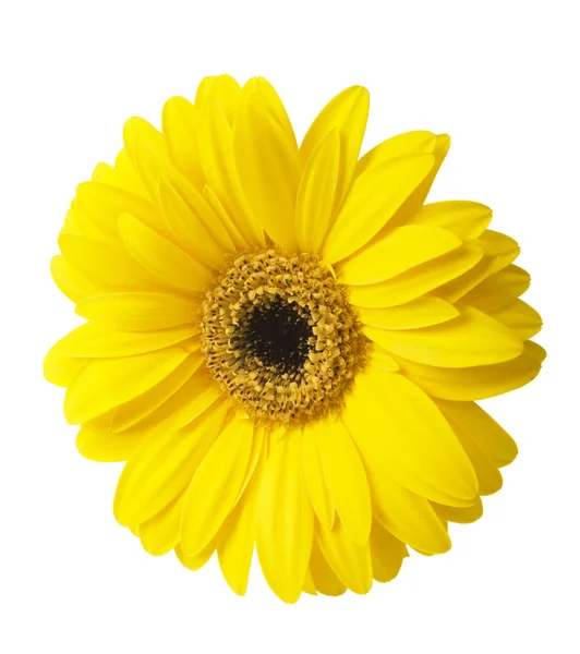 Un vibrante gerbera giallo brillante fiore margherita fioritura isolare su sfondo bianco — Foto Stock