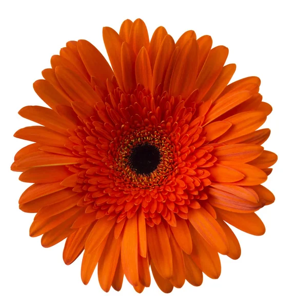 Vibrante flor de margarita gerbera naranja brillante que florece aislada sobre fondo blanco —  Fotos de Stock