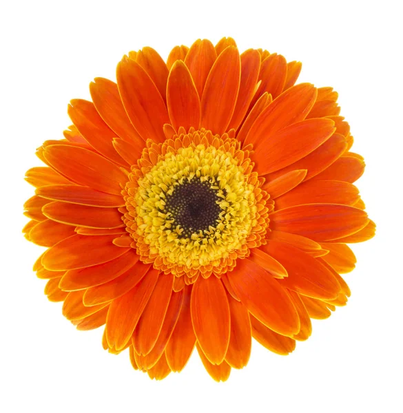 Gerbera fiore (Gerbera jamesonii) arancione e giallo isolato su sfondo bianco — Foto Stock