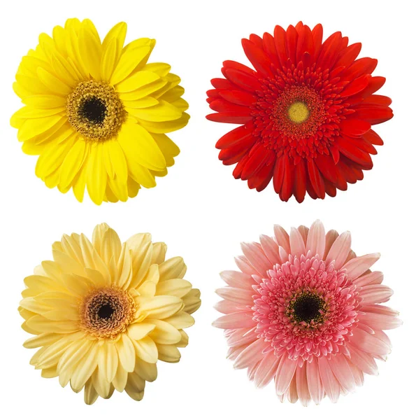 흰색 배경에 고립 된 큰 선택의 화려한 거 베라 꽃 (Gerbera jamesonii). 다양 한 레드, 핑크, 옐로우, 오렌지 — 스톡 사진