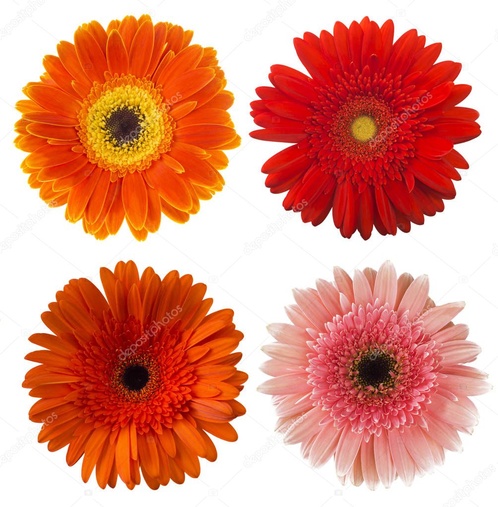 Big Selection of Colorful Gerbera flower (Gerbera jamesonii) Isolated on White Background. Various red, pink, yellow, orange