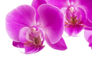 Beyaz arka plan üzerinde izole orkide. Bol çiçekli pembe phalaenopsis orkide. Spa arka plan. Seçici odak