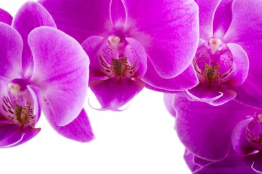 Beyaz arka plan üzerinde izole orkide. Bol çiçekli pembe phalaenopsis orkide. Spa arka plan. Seçici odak