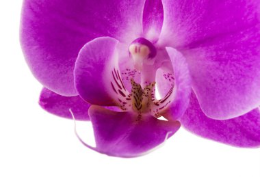 Beyaz arka plan üzerinde izole orkide. Bol çiçekli pembe phalaenopsis orkide. Spa arka plan. Seçici odak