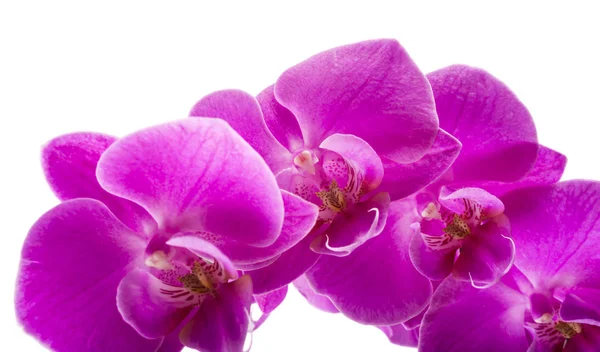 Orchidée isolée sur fond blanc. Floraison abondante de l'orchidée magenta phalaenopsis. Fond de spa. Concentration sélective — Photo