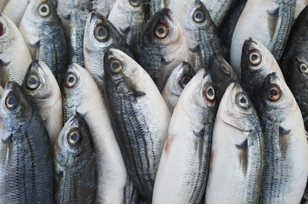 Olika färsk fisk och skaldjur på fiskmarknaden — Stockfoto