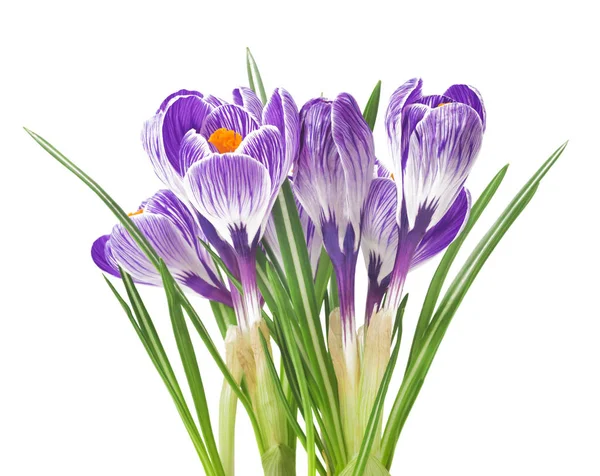 Schöne Krokusse auf weißem Hintergrund - frische Frühlingsblumen. violette Krokusblüten Strauß. (Selektiver Fokus) — Stockfoto