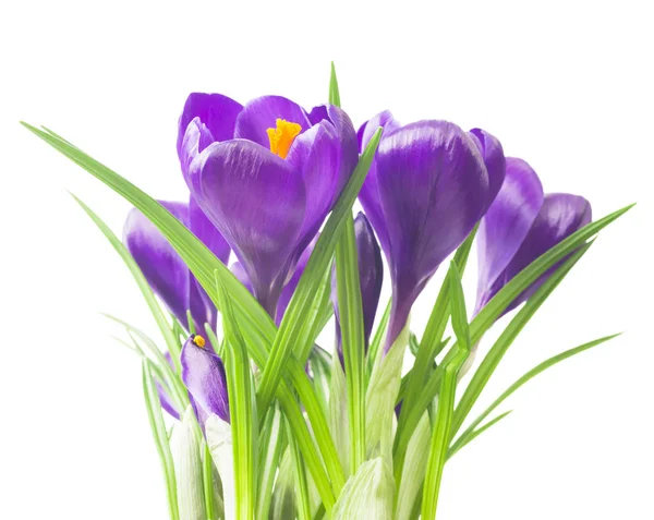 Perto do belo croco no fundo branco - flores de primavera frescas. Buquê de flores de croco violeta. (foco seletivo ) — Fotografia de Stock