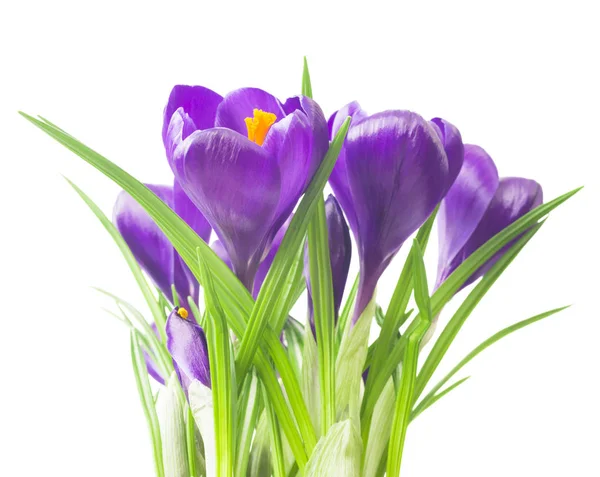 Nahaufnahme von schönen Krokussen auf weißem Hintergrund - frische Frühlingsblumen. violette Krokusblüten Strauß. (Selektiver Fokus) — Stockfoto