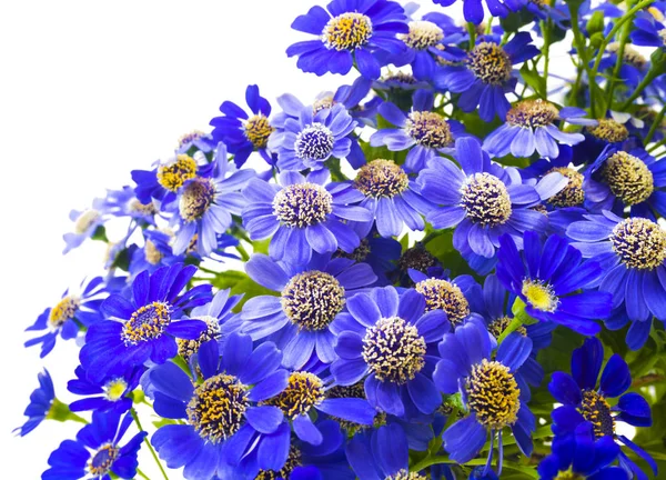 Γκρο πλαν του μπλε λουλούδια ένα χαμομήλι - ανοιξιάτικα λουλούδια. Μπουκέτο με μπλε λουλούδια σε λευκό φόντο. Επιλεκτική εστίαση — Φωτογραφία Αρχείου