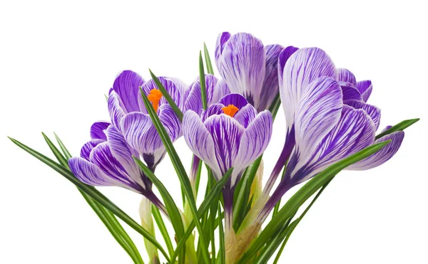 Vackra krokus på vit bakgrund - färska vårblommor. Violetta crocus blommor bukett. (selektiv fokus) — Stockfoto