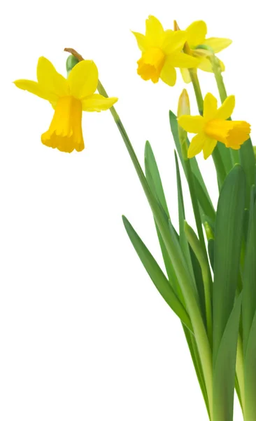 Tavaszi virágszegély, gyönyörű friss nárciszvirág, fehér háttérrel. Szelektív fókusz — Stock Fotó