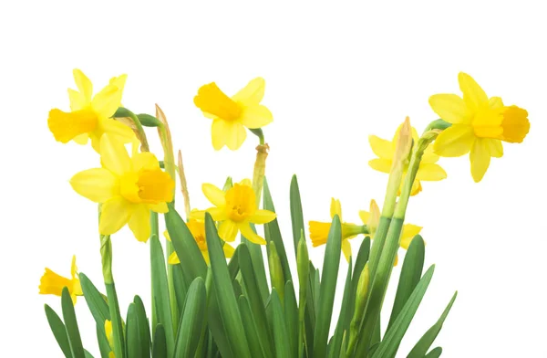Spring floral border, beautiful fresh daffodils flowers, isolated on white background. Selective focus — Stock Photo, Image