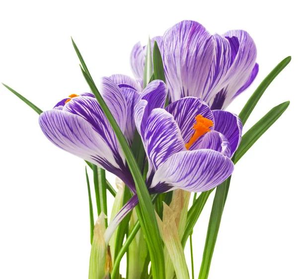 Krásné krokusy na bílém pozadí - čerstvé jarní květiny. Fialový crocus kytice. (Selektivní fokus) — Stock fotografie