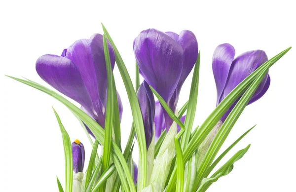 Close up of beautiful crocus on white background - fresh spring flowers. Violet crocus flowers bouquet . (selective focus) Stock Photo