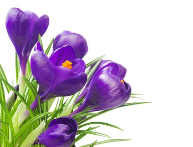 Beyaz arka planda - taze bahar çiçekleri güzel Iridaceae kapatın. Menekşe bitkisi çiçeği buketi. (seçici odak)