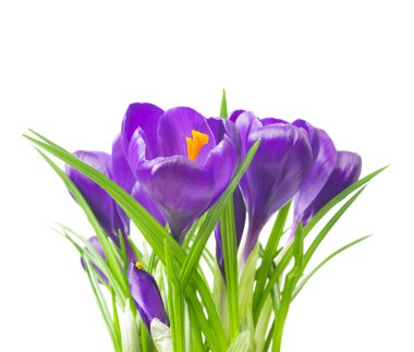 Beyaz arka planda - taze bahar çiçekleri güzel Iridaceae kapatın. Menekşe bitkisi çiçeği buketi. (seçici odak)
