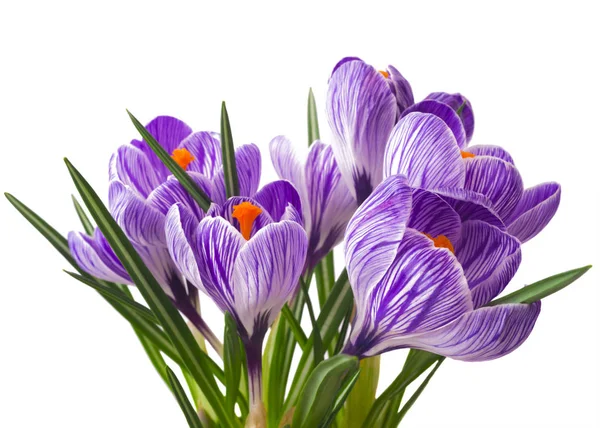 Close up of beautiful crocus on white background - fresh spring flowers. Violet crocus flowers bouquet . (selective focus) — Stock Photo, Image